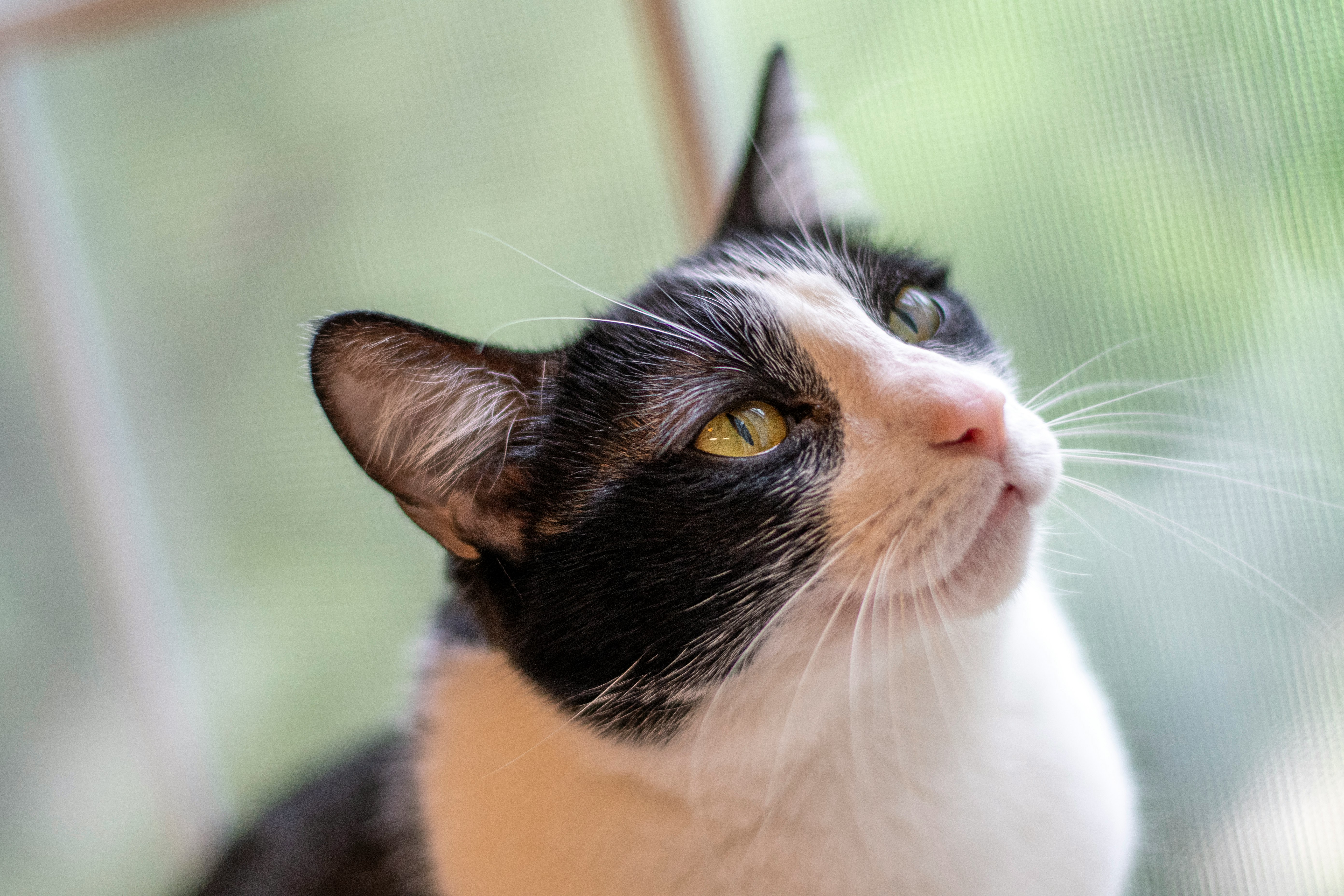 black and white cat on brown wooden table